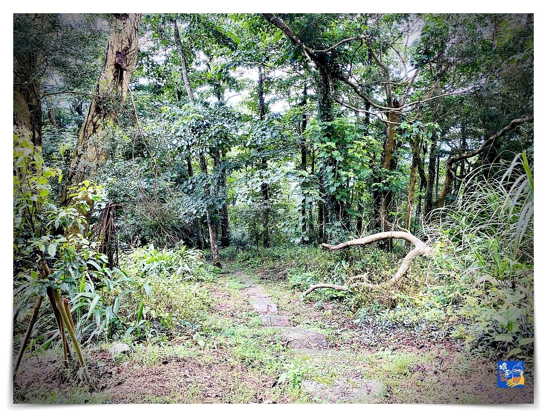 雲洞山莊。沁澐森林｜一次看雲海、遠眺苗栗、台中、可健行可舒心放風的山林住宿