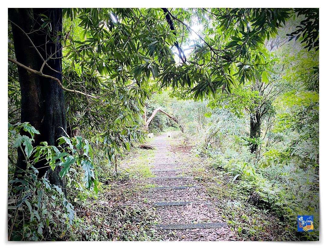 雲洞山莊。沁澐森林｜一次看雲海、遠眺苗栗、台中、可健行可舒心放風的山林住宿