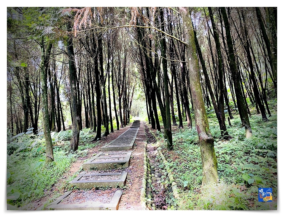 雲洞山莊。沁澐森林｜一次看雲海、遠眺苗栗、台中、可健行可舒心放風的山林住宿