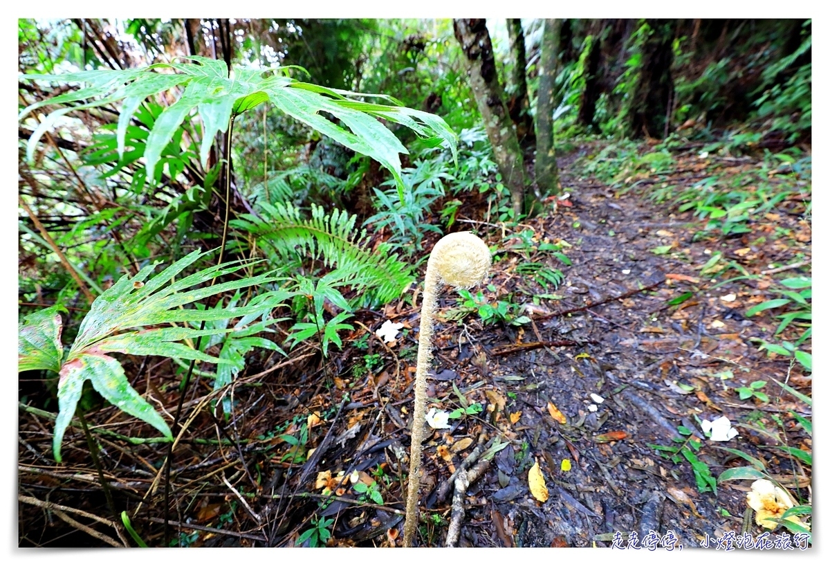 淡蘭古道｜消失的百年古道，四堵古道，值得作為歷史人文山林教育的第一條古道