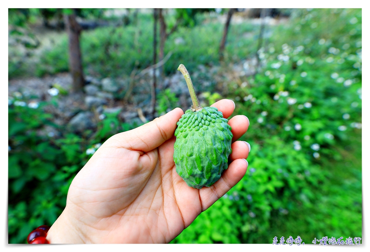 伊田菓葉鳳梨釋迦，後湖五號農場，讓你的台東更不一樣，露營、採果、釋迦麵都超棒