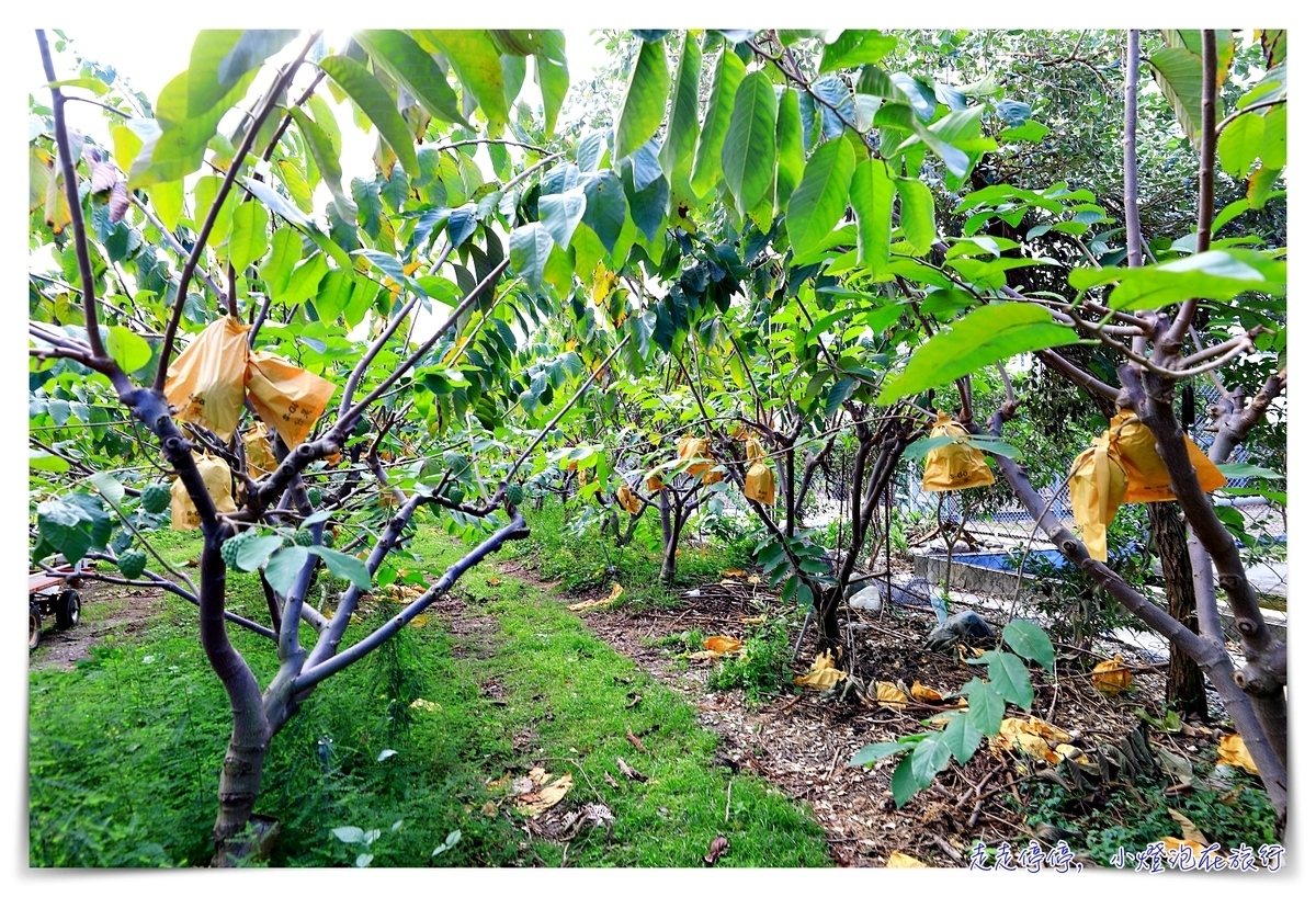 伊田菓葉鳳梨釋迦，後湖五號農場，讓你的台東更不一樣，露營、採果、釋迦麵都超棒