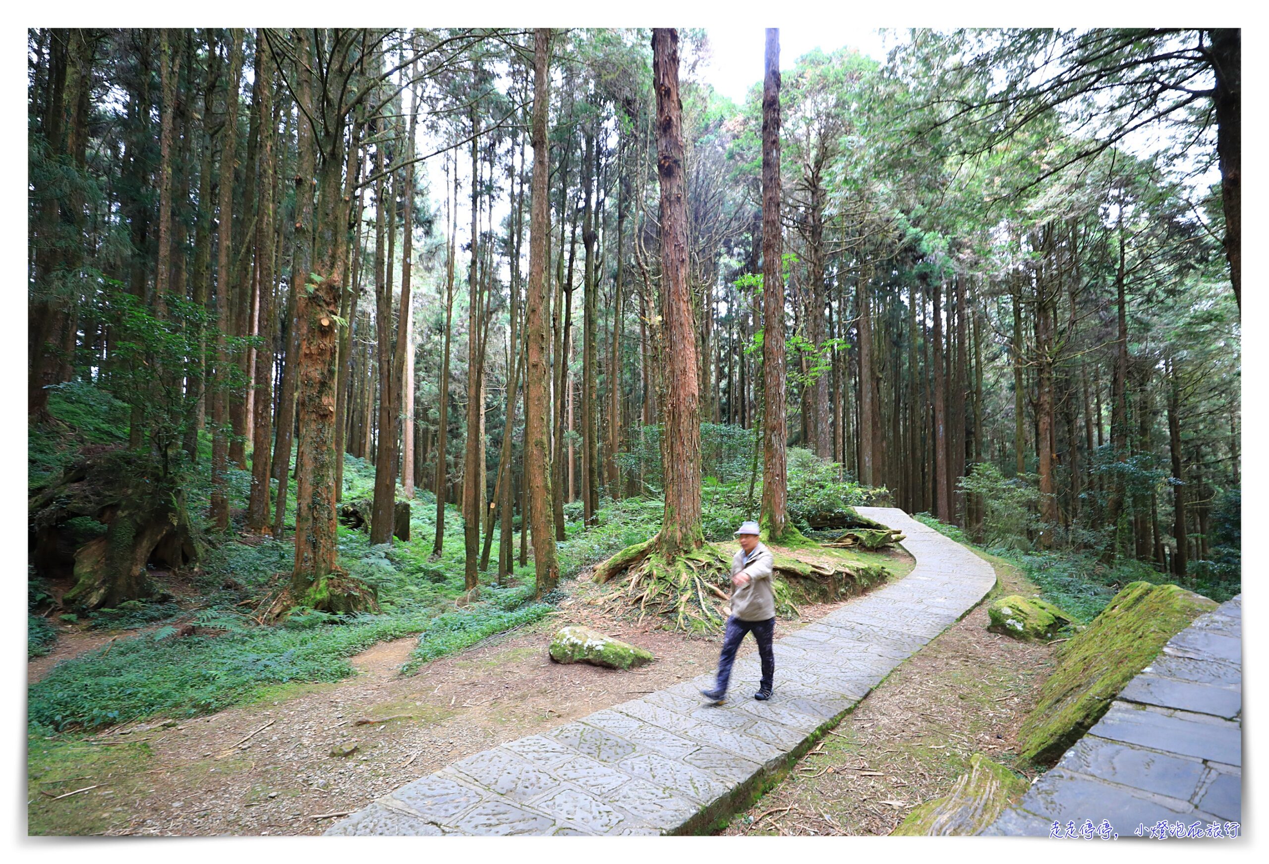 阿里山日出高鐵假期｜搭高鐵、看日出、移動方便輕鬆愉快、行程豐富免自己安排