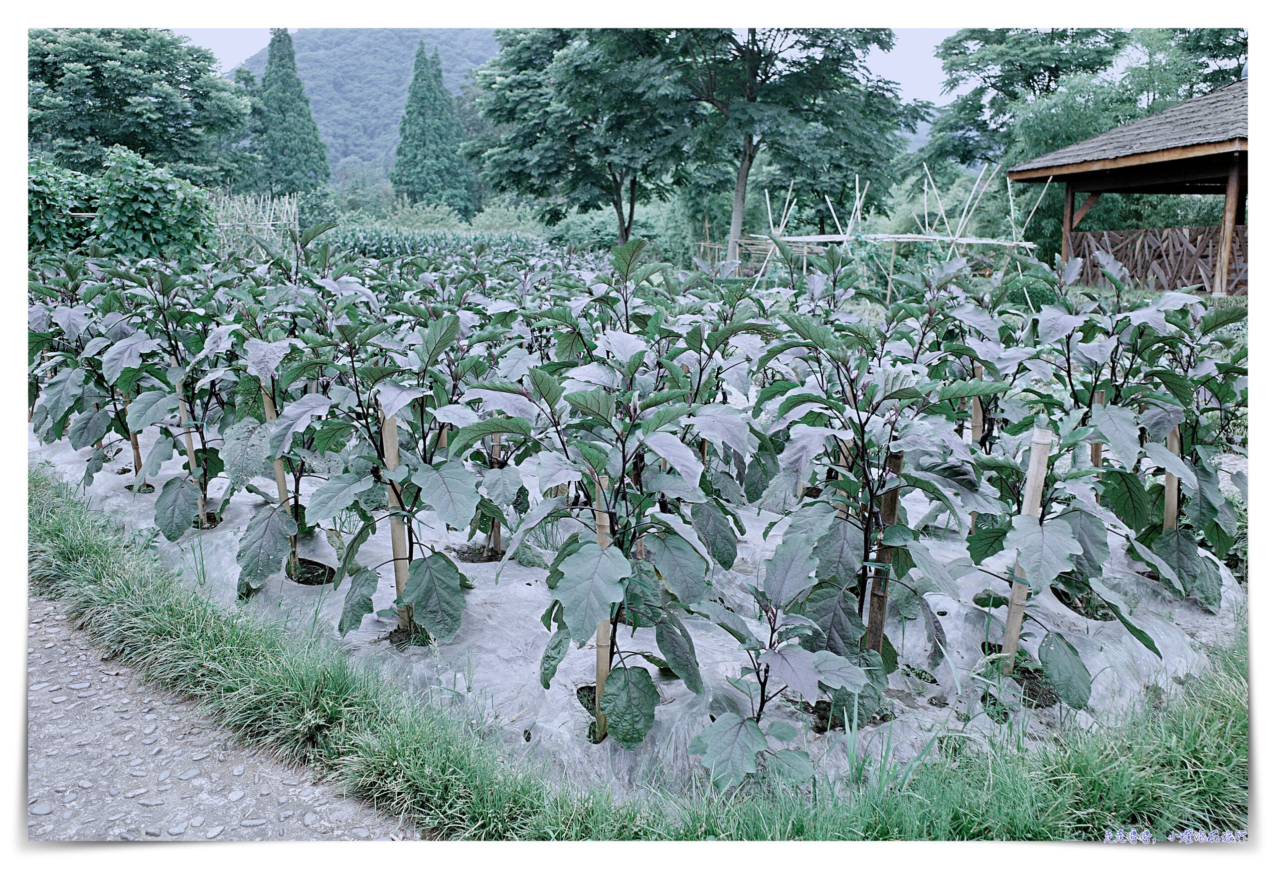 六善酒店｜成都青城山，雙世界文化遺產、適合靜心的健康幽靜