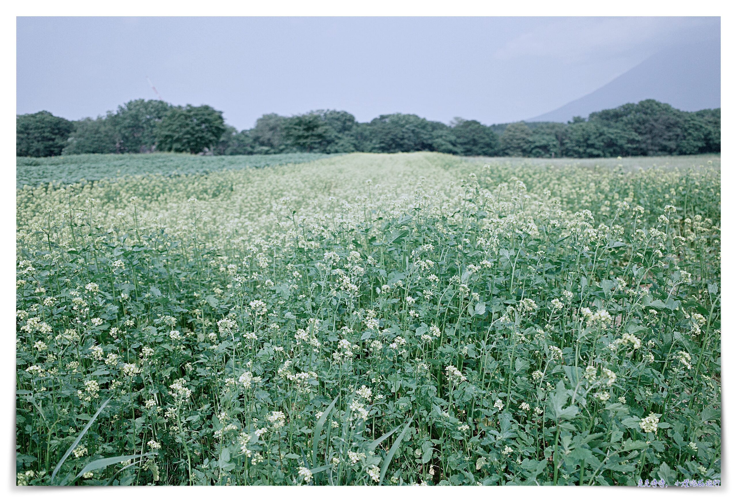 北海道二世古景點高橋牧場 牛奶工房｜午餐優酪乳喝到飽、牛奶冰淇淋超有奶味