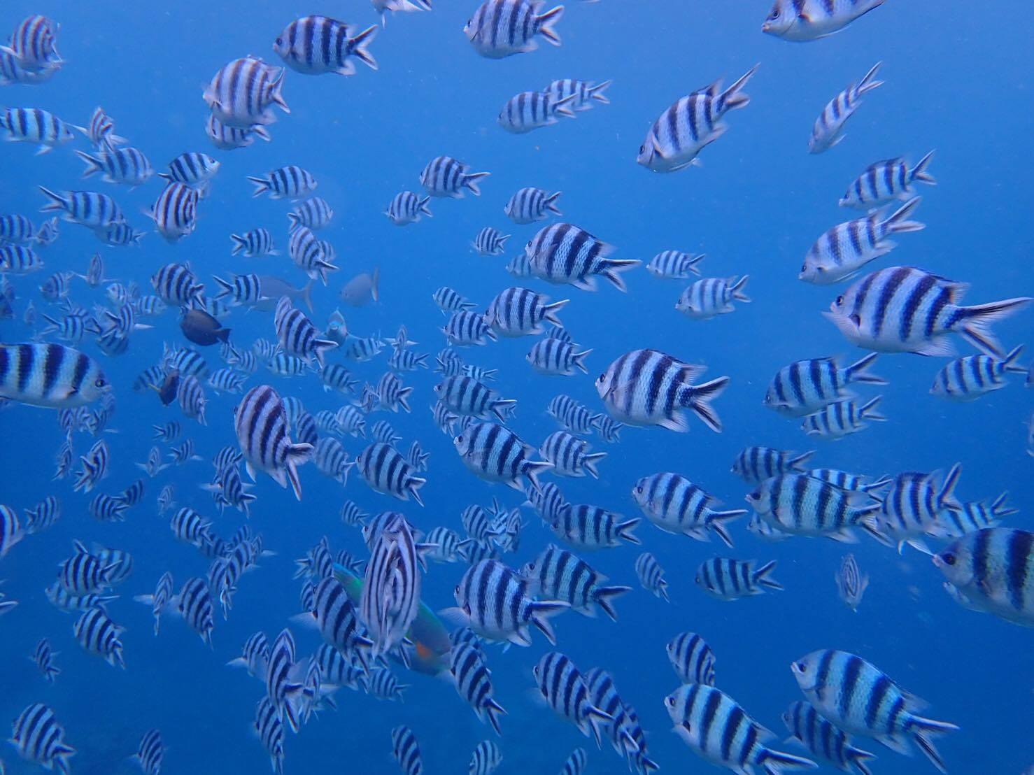 沖繩潛水推薦｜My Diving，台灣中文服務、貼心套裝、專業證照教練群，青之洞窟 ・沖繩潛水 ・沖繩浮濳最貼心浮潛/潛水店家