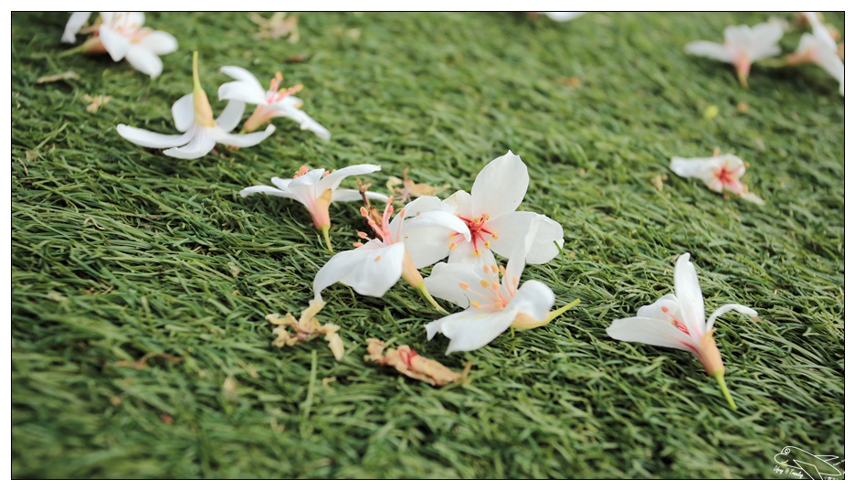 菓風丘上行館・菓風麥芽工房|新竹螢火蟲桐花親子民宿・打開門就有螢火蟲・生態環境美好的大自然寧靜住宿～五指山踏青～