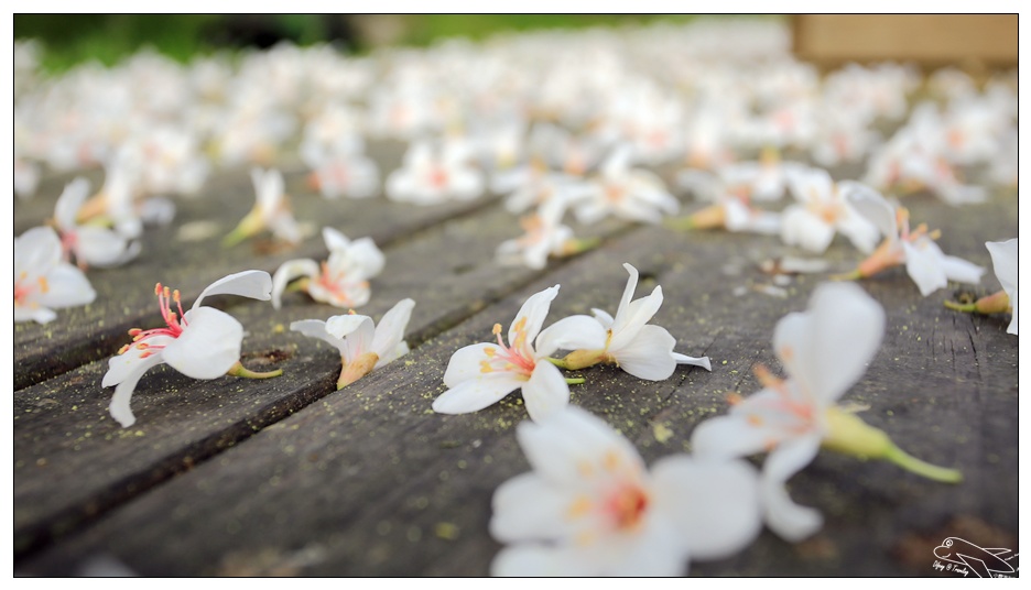 菓風丘上行館・菓風麥芽工房|新竹螢火蟲桐花親子民宿・打開門就有螢火蟲・生態環境美好的大自然寧靜住宿～五指山踏青～