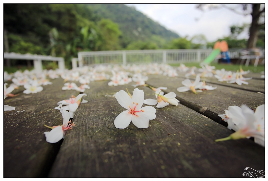 菓風丘上行館・菓風麥芽工房|新竹螢火蟲桐花親子民宿・打開門就有螢火蟲・生態環境美好的大自然寧靜住宿～五指山踏青～