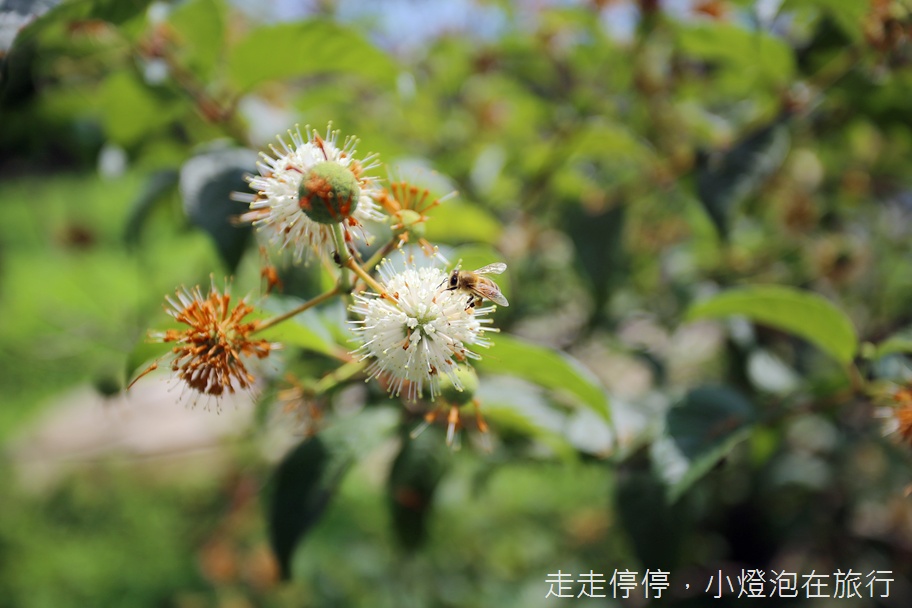 宜蘭一日農村小旅行｜你不知道的冬山・利澤親子新玩法～