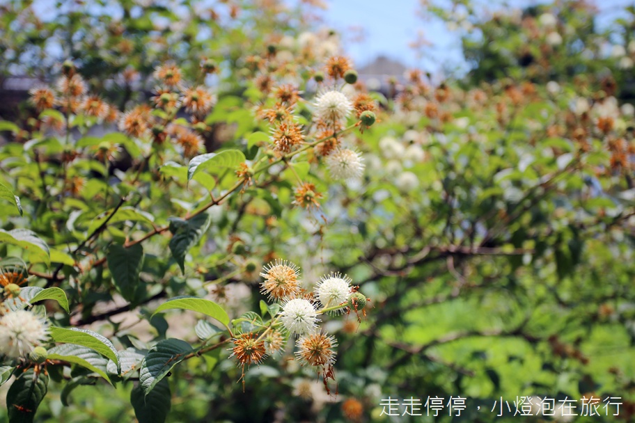 宜蘭一日農村小旅行｜你不知道的冬山・利澤親子新玩法～