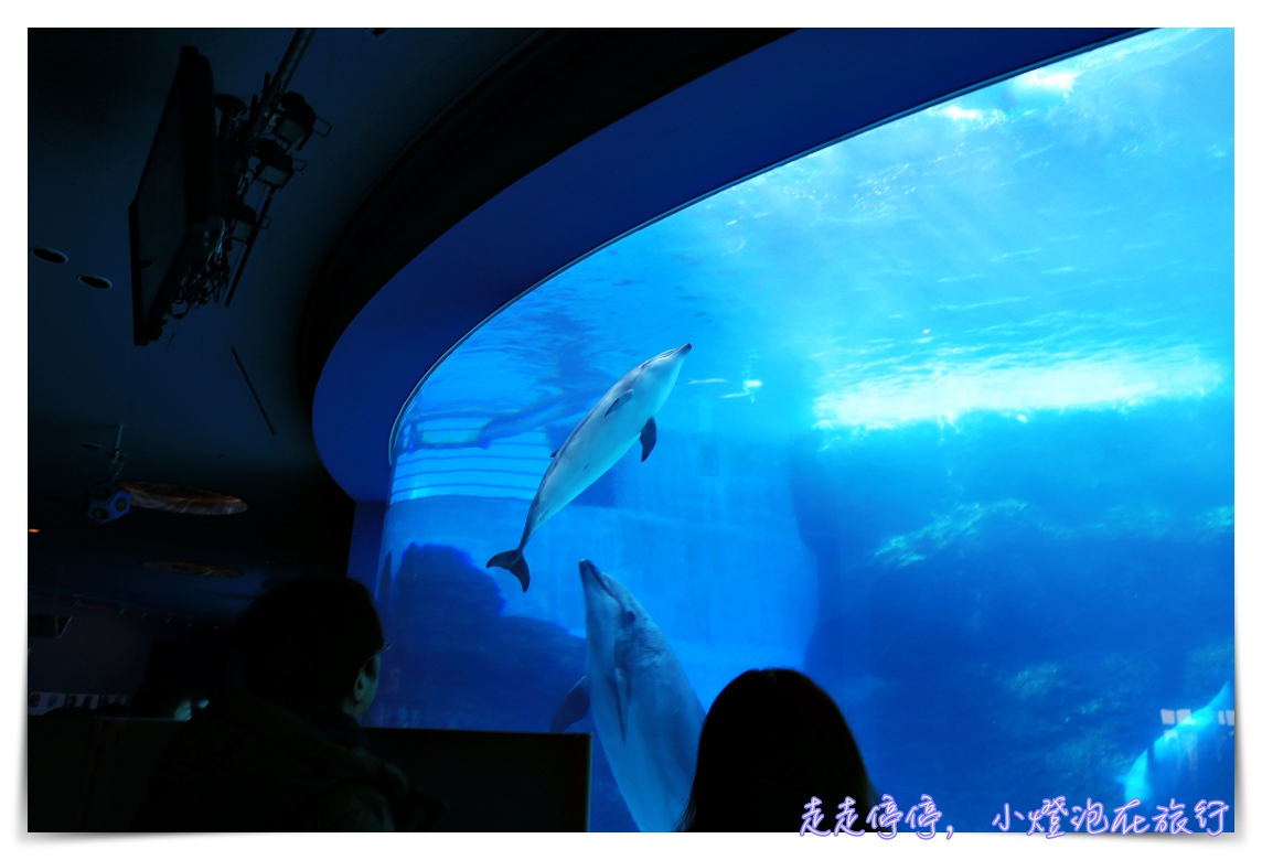 名古屋港水族館｜日本最大海豚虎鯨表演場，親子名古屋歡樂景點～（圖超多。超精彩行程）