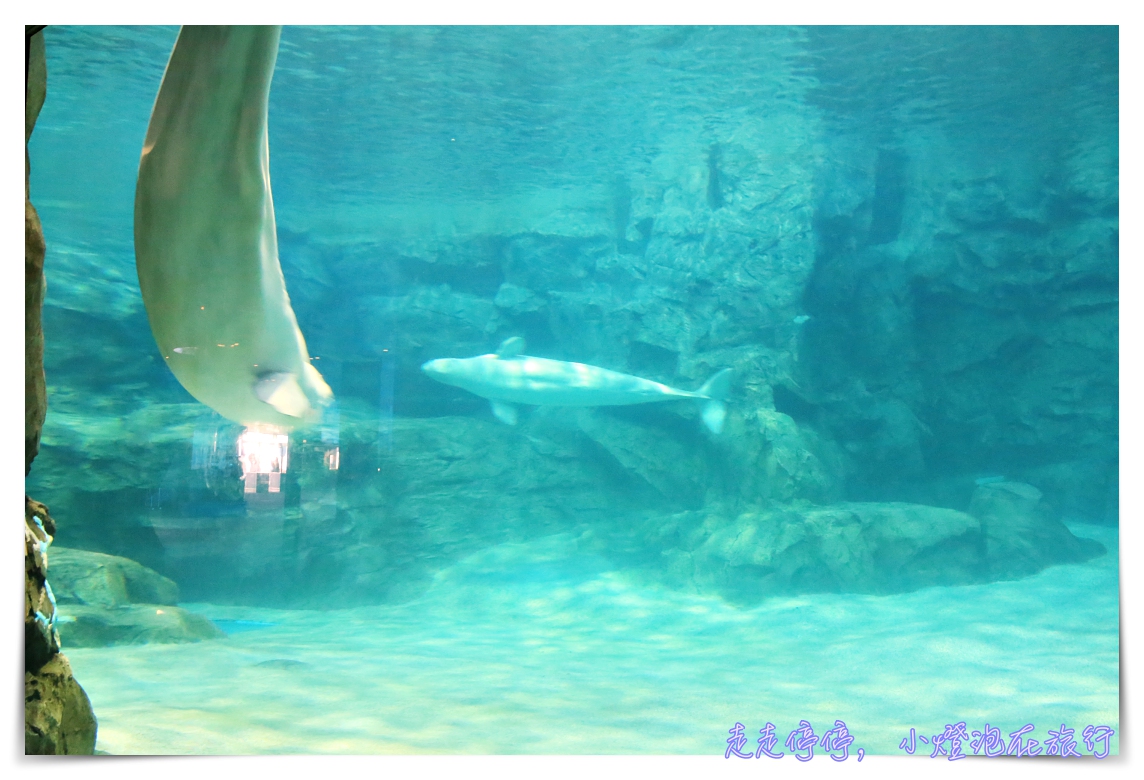 名古屋港水族館｜日本最大海豚虎鯨表演場，親子名古屋歡樂景點～（圖超多。超精彩行程）