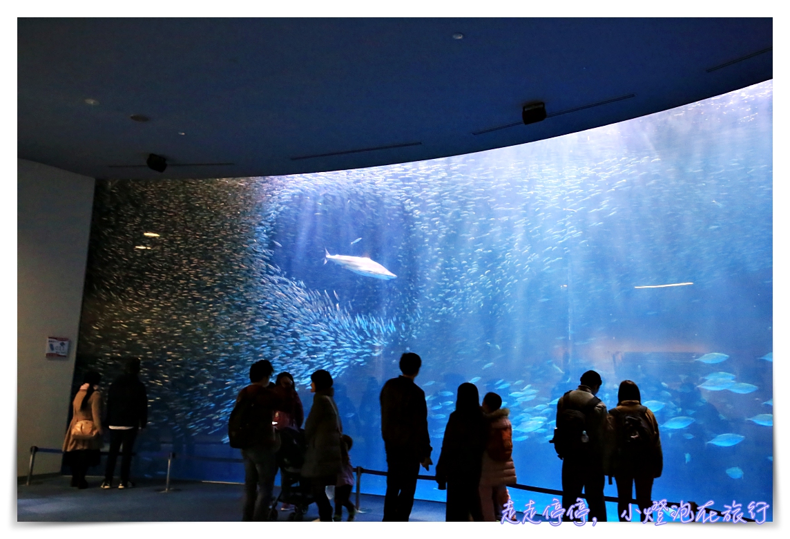 名古屋港水族館｜日本最大海豚虎鯨表演場，親子名古屋歡樂景點～（圖超多。超精彩行程）