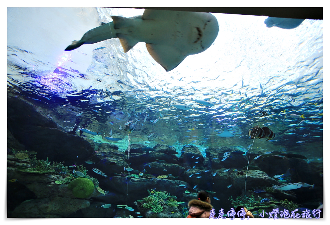 名古屋港水族館｜日本最大海豚虎鯨表演場，親子名古屋歡樂景點～（圖超多。超精彩行程）