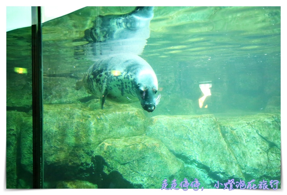 八景島海島樂園｜東京親子景點：橫濱水族館超精彩動人海洋劇場表演、生態互動區，東京近郊親子景點好去處～