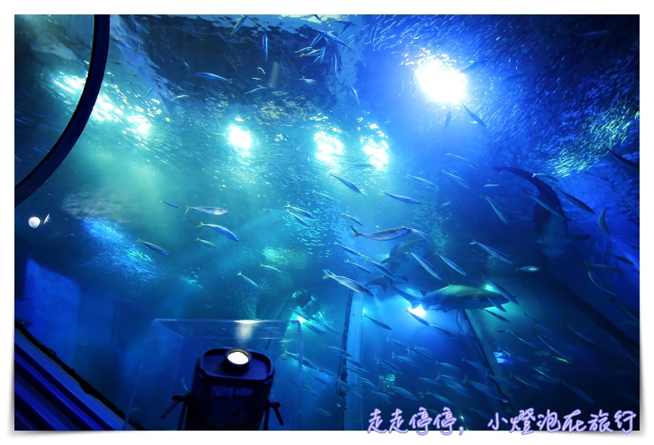 八景島海島樂園｜東京親子景點：橫濱水族館超精彩動人海洋劇場表演、生態互動區，東京近郊親子景點好去處～