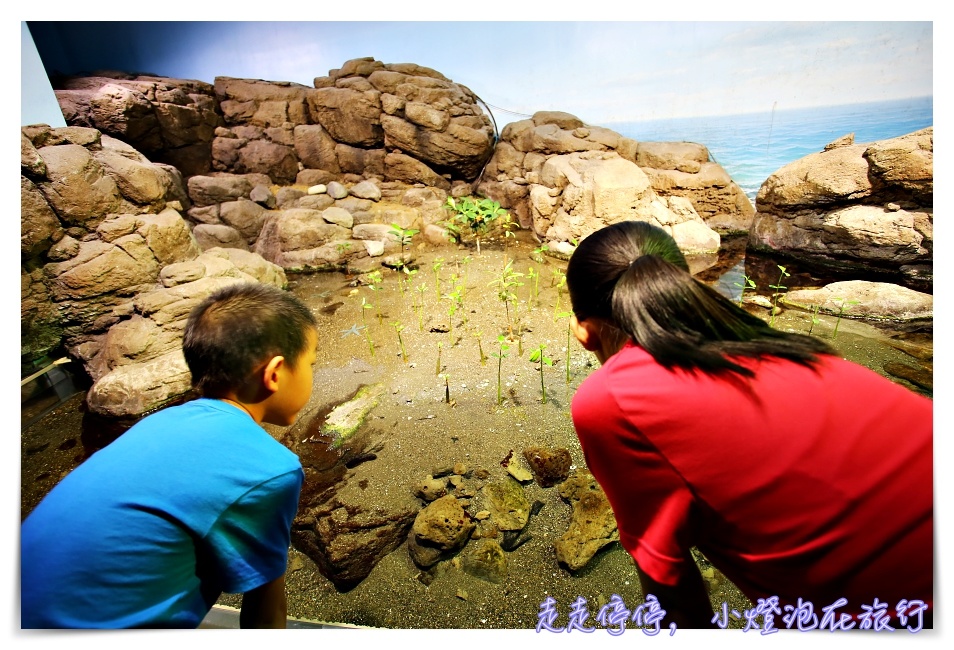 八景島海島樂園｜東京親子景點：橫濱水族館超精彩動人海洋劇場表演、生態互動區，東京近郊親子景點好去處～