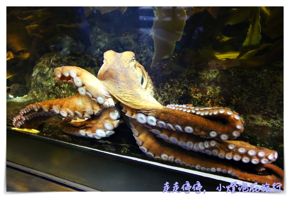 八景島海島樂園｜東京親子景點：橫濱水族館超精彩動人海洋劇場表演、生態互動區，東京近郊親子景點好去處～