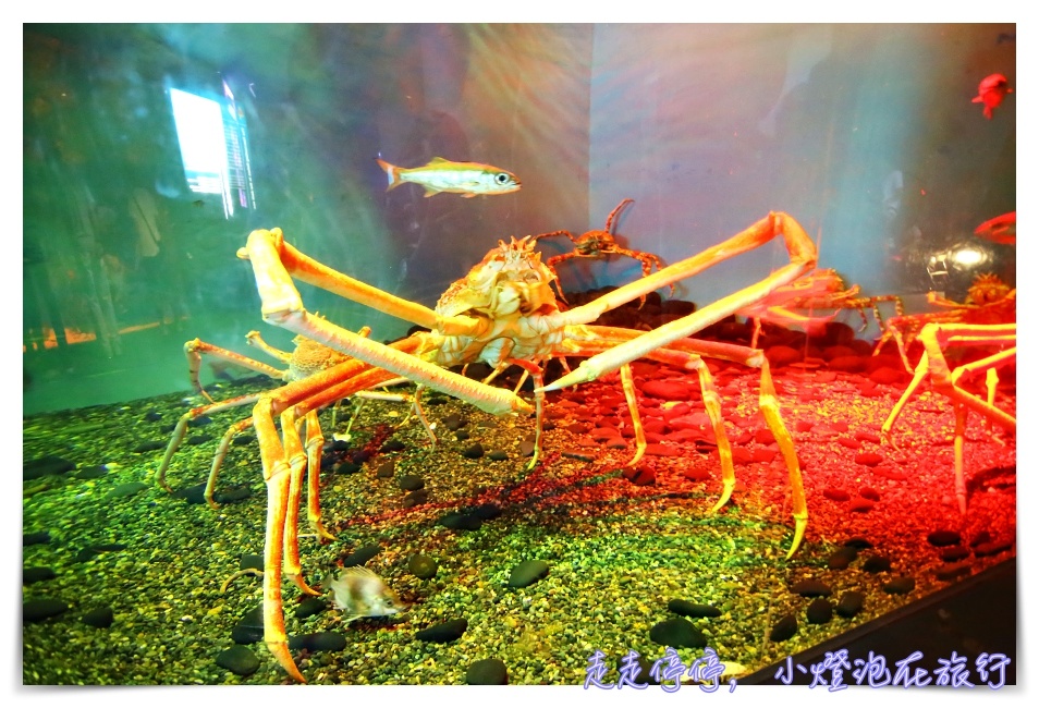 八景島海島樂園｜東京親子景點：橫濱水族館超精彩動人海洋劇場表演、生態互動區，東京近郊親子景點好去處～