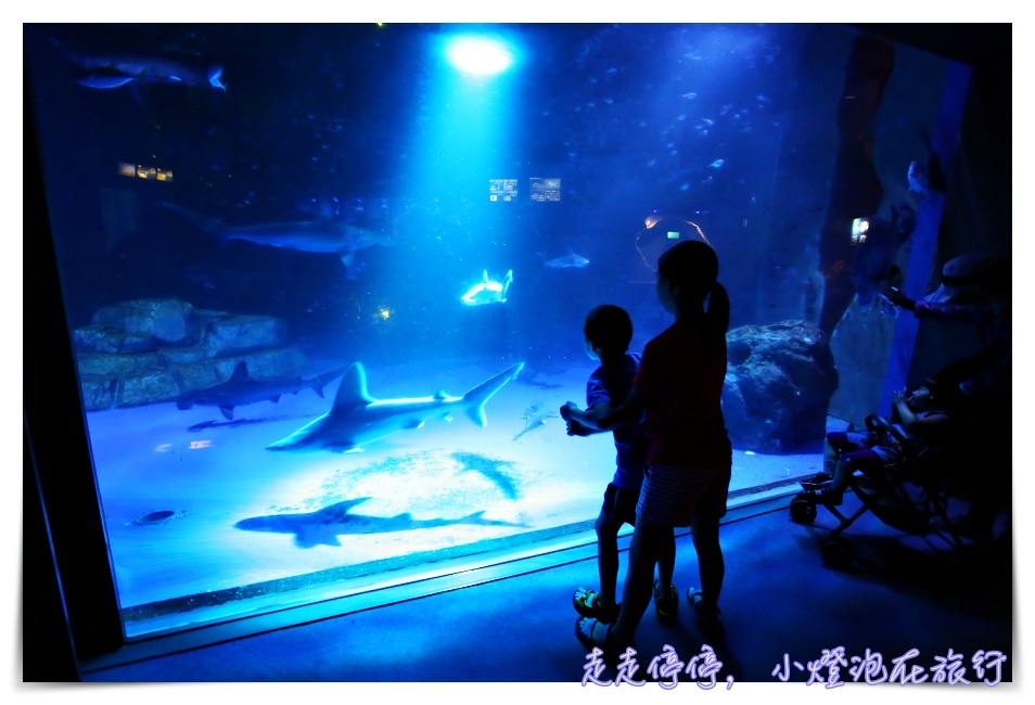 八景島海島樂園｜東京親子景點：橫濱水族館超精彩動人海洋劇場表演、生態互動區，東京近郊親子景點好去處～