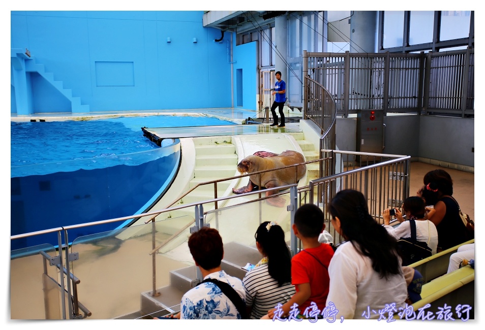 八景島海島樂園｜東京親子景點：橫濱水族館超精彩動人海洋劇場表演、生態互動區，東京近郊親子景點好去處～