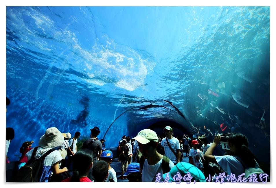 八景島海島樂園｜東京親子景點：橫濱水族館超精彩動人海洋劇場表演、生態互動區，東京近郊親子景點好去處～