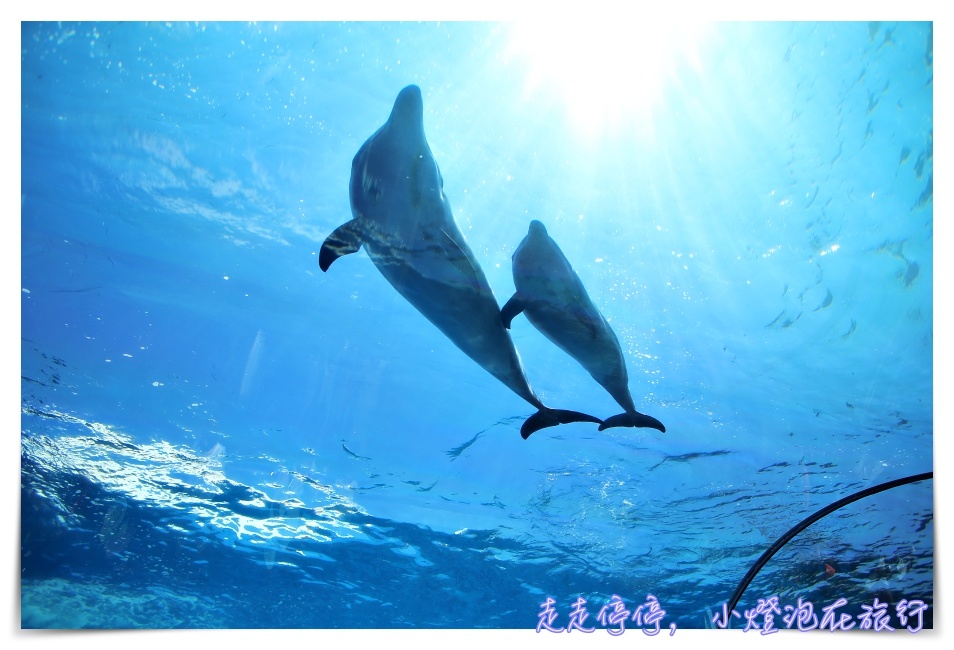 八景島海島樂園｜東京親子景點：橫濱水族館超精彩動人海洋劇場表演、生態互動區，東京近郊親子景點好去處～