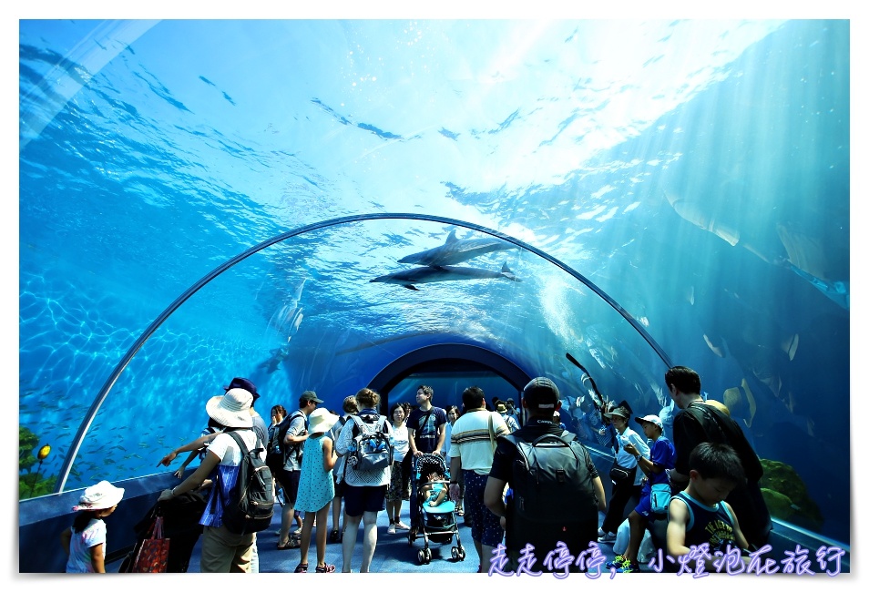 八景島海島樂園｜東京親子景點：橫濱水族館超精彩動人海洋劇場表演、生態互動區，東京近郊親子景點好去處～