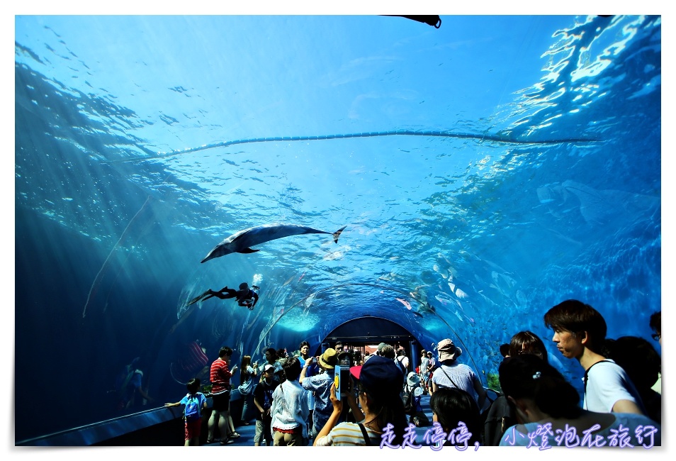 八景島海島樂園｜東京親子景點：橫濱水族館超精彩動人海洋劇場表演、生態互動區，東京近郊親子景點好去處～