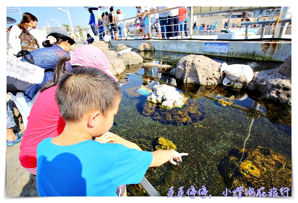 八景島海島樂園｜東京親子景點：橫濱水族館超精彩動人海洋劇場表演、生態互動區，東京近郊親子景點好去處～