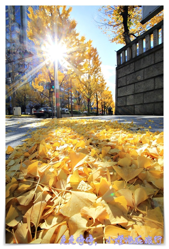 深秋的黃色饗宴｜金黃色大阪御堂筋銀杏大道，走一趟金黃、走一趟心靈～